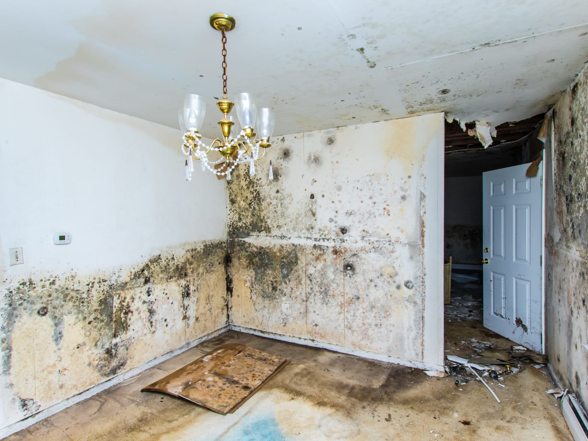 mold restoration and removal in home yakima